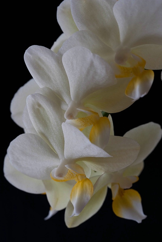Orchid Swirl