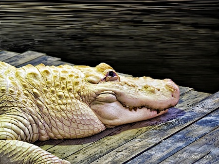 Leucistic Alligator 