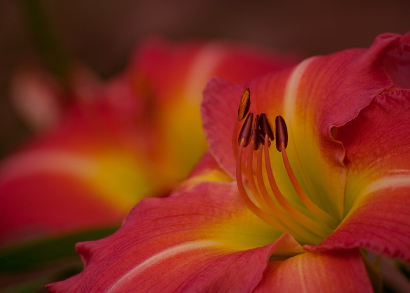 Daylily #2