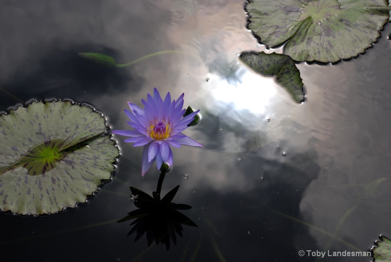 dsc 0192 sky and lily pads 2 - ID: 10473572 © Toby Landesman