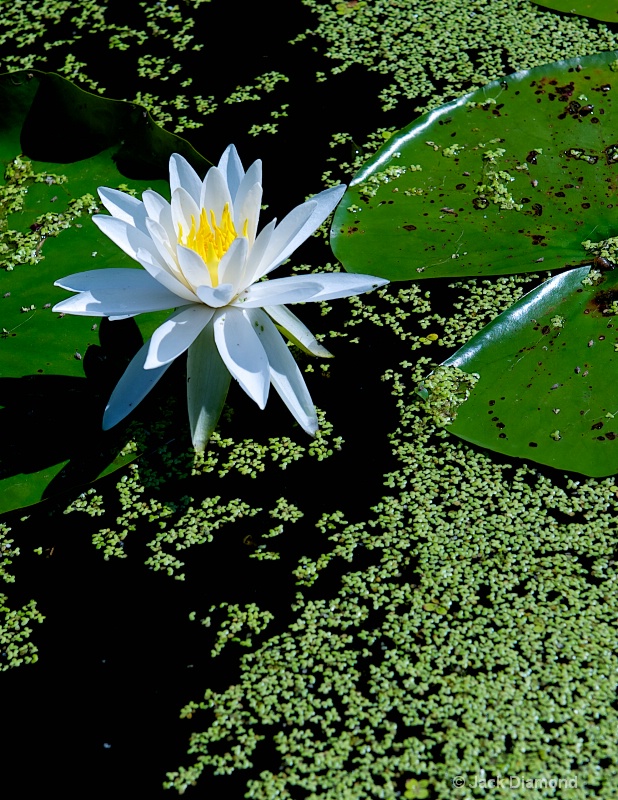 Water Lily - Natural