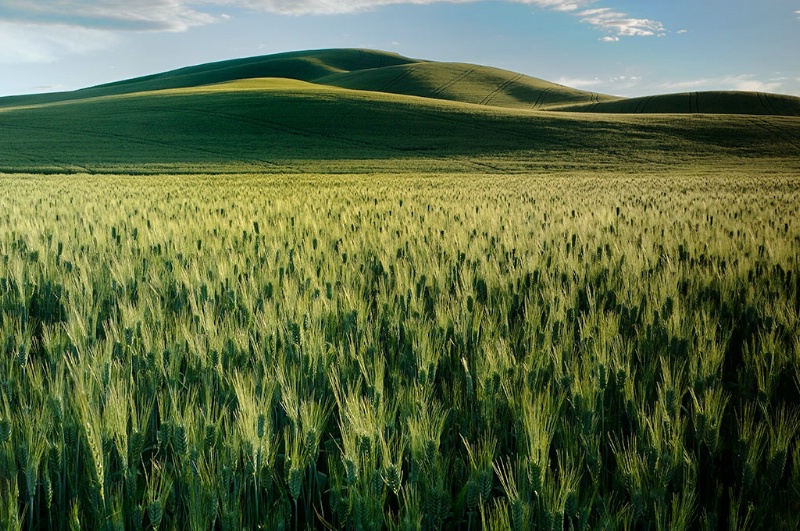 Palouse Wheat