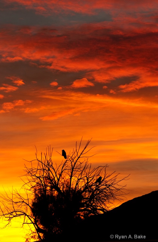 Crow Sunrise