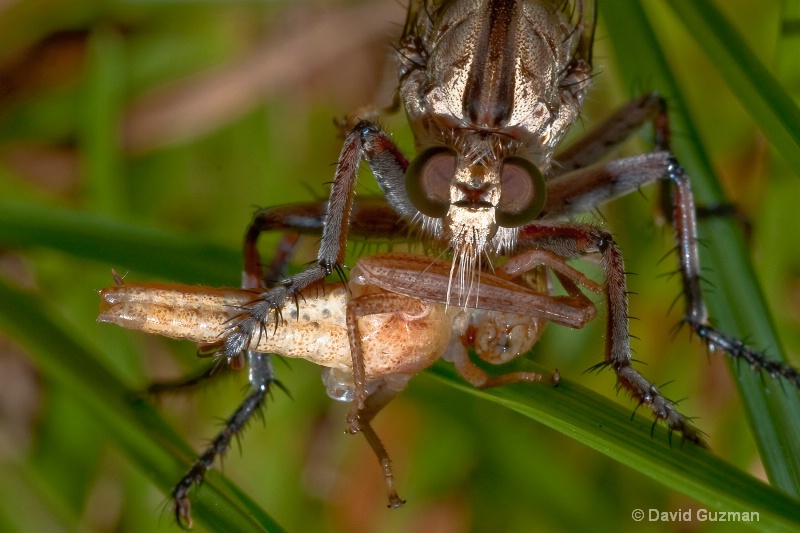 robber fly captures grasshopper