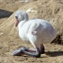 © Terry Korpela PhotoID# 10477267: Flamingo infant