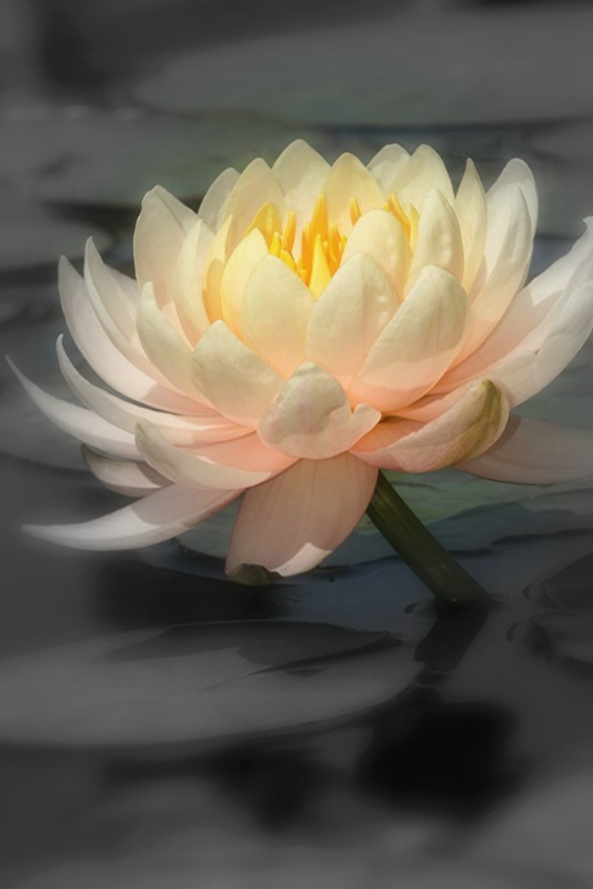 Dreamy water lily