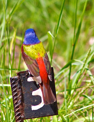 Back View Male Painted Bunting