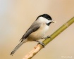 Chickadee
