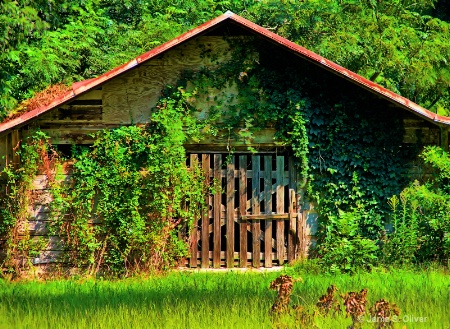 Ivy Covered Barn