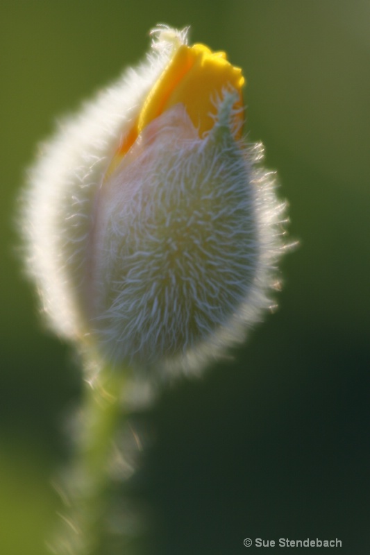 Golden Poppy, Golden Light, Arlington, VA - ID: 10483072 © Sue P. Stendebach