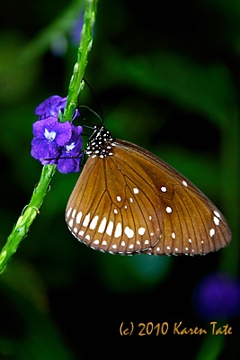 Butterfly's Tongue Doing Its Thing - ID: 10483165 © Karen Rosenblum