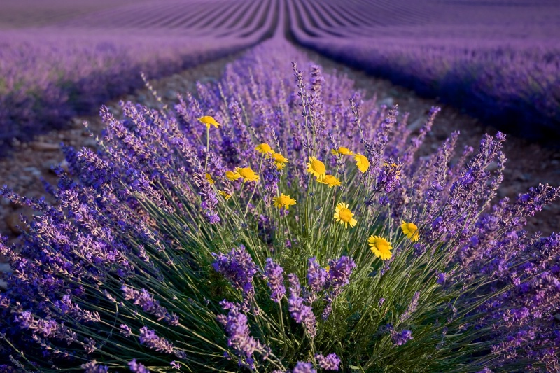 Yellow in a field of Lavender