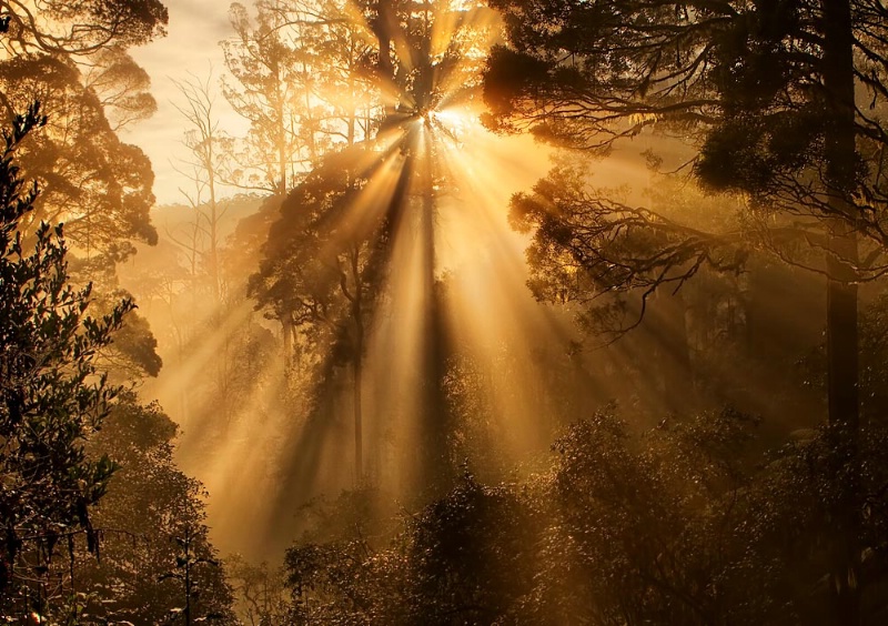Sun in an ancient forest