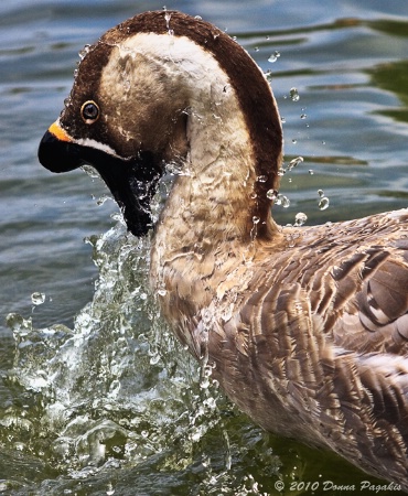 Bathing Goose