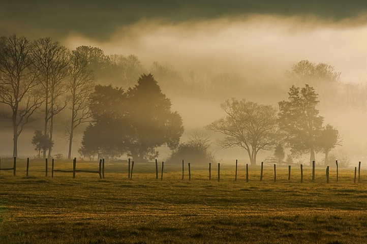 Fog in the Park