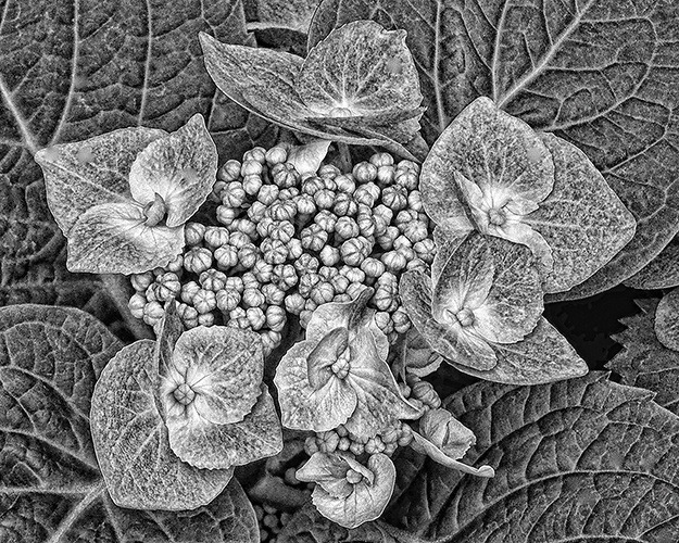 b&w 33 - ID: 10485471 © Earl H. English