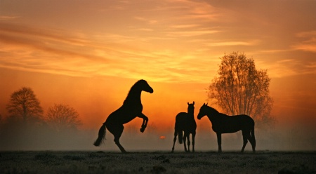 Sunrise Horses