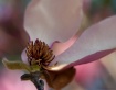 Magnolia Japonica