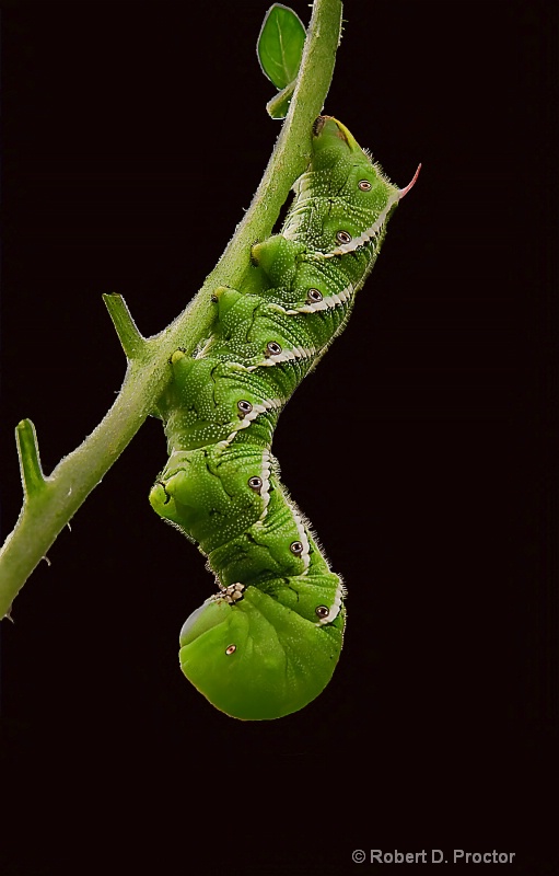 Tomato Hornworm