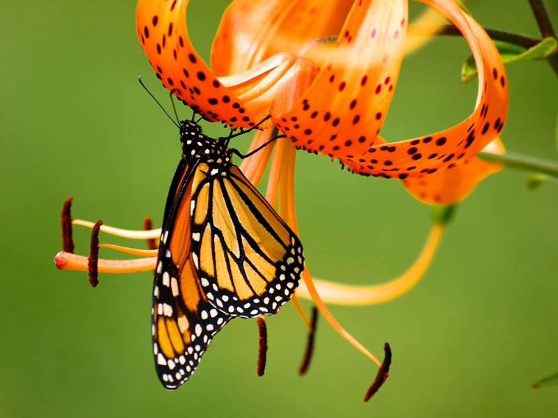Monarch On Tiger Lily