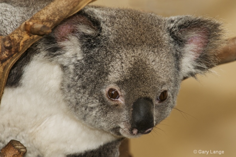 Peek a boo koala