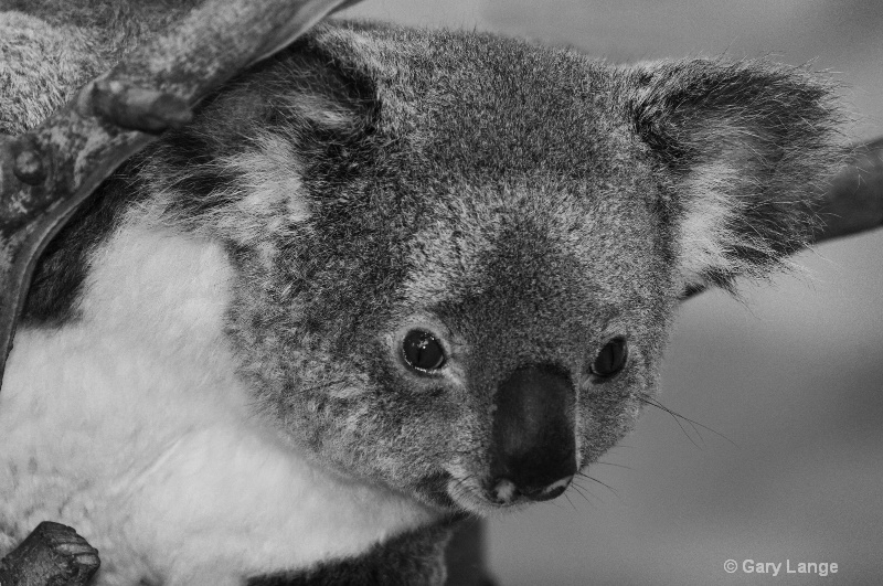 Peek a boo koala