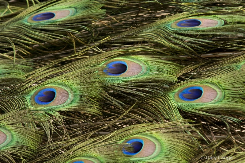 Peacock abstract