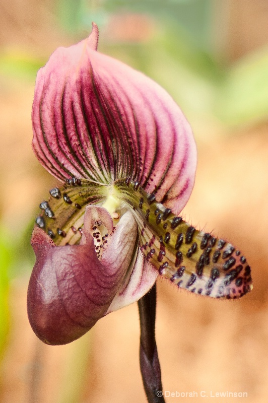 Pitcher Orchid  - ID: 10487515 © Deborah C. Lewinson