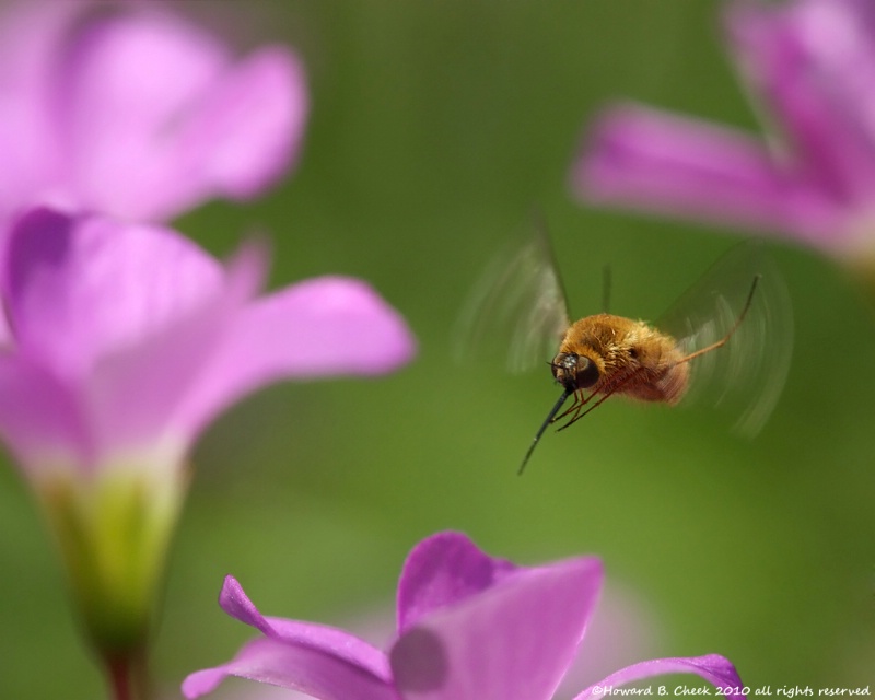Bee Fly Flight