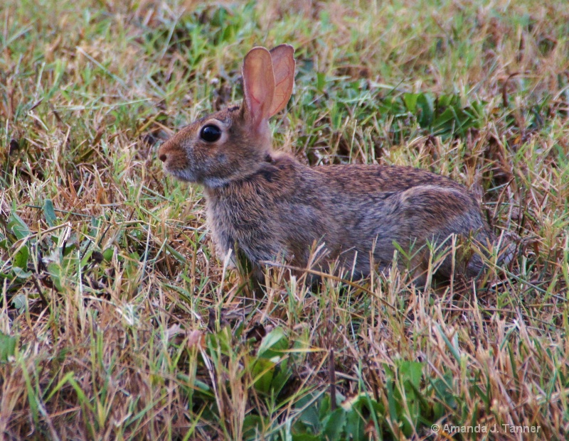 Wild Bunny