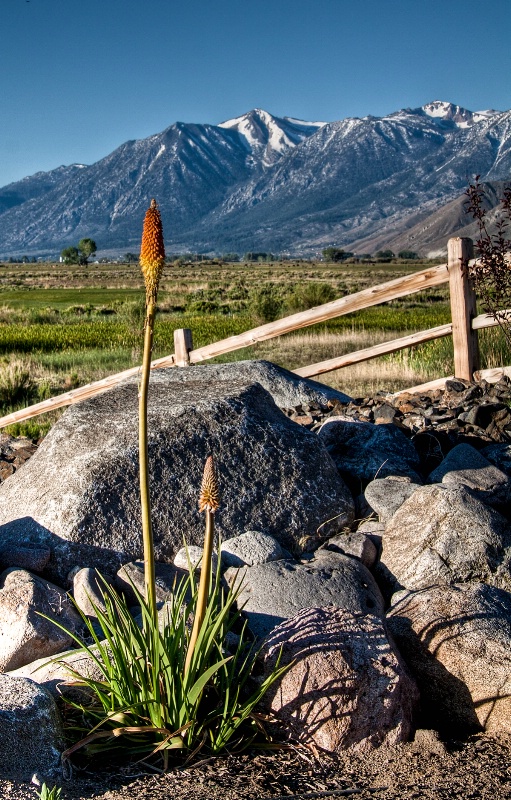 Northern Nevada Vista