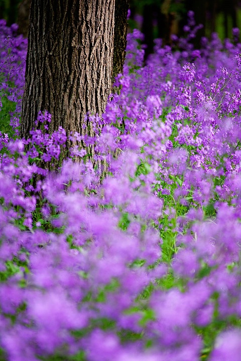 Purple Forest