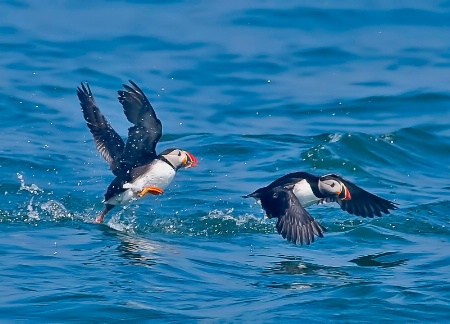 Puffin Play