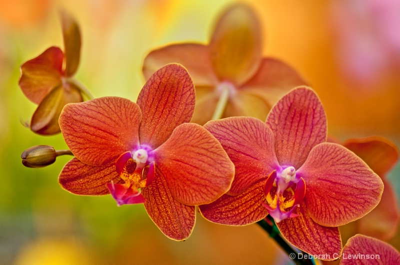  Phalaenopsis - ID: 10491517 © Deborah C. Lewinson