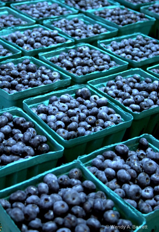 Blueberry season in Maine - ID: 10493153 © Wendy A. Barrett