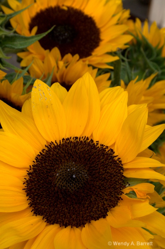 Sunflower buddies - ID: 10493157 © Wendy A. Barrett