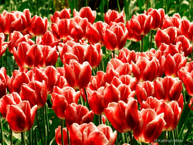 Field of Red and White Tulips