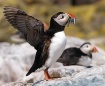 In a Flap