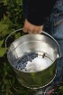 Picking Blueberri...