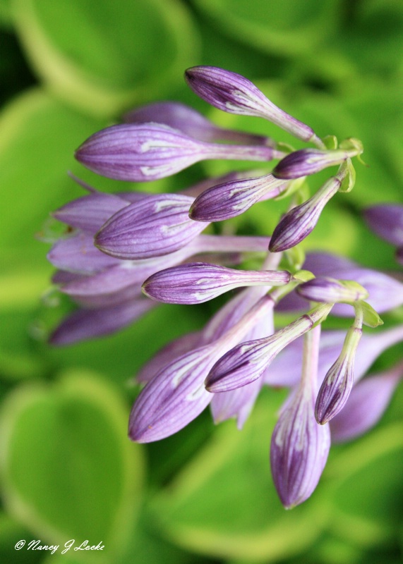 Happy Hostas