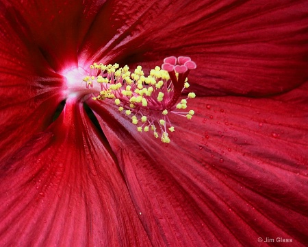 Hibiscus Macro