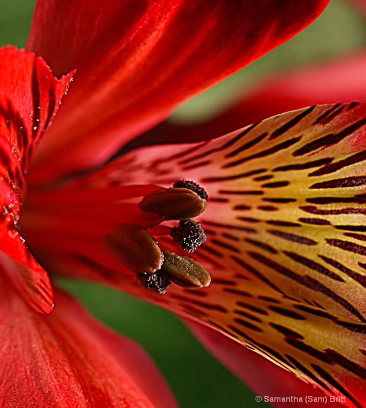 Red Alstroemera, Up Close