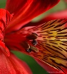 Red Alstroemera, ...