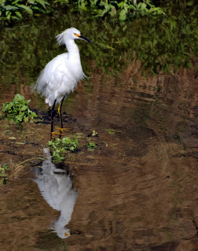 Reflecting on Snowy Egret - ID: 10496218 © Clyde Smith