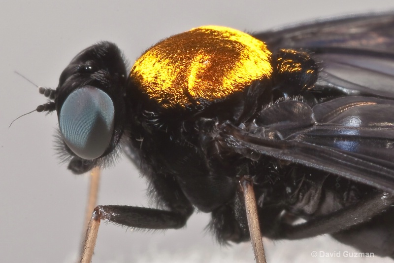 golden-backed fly