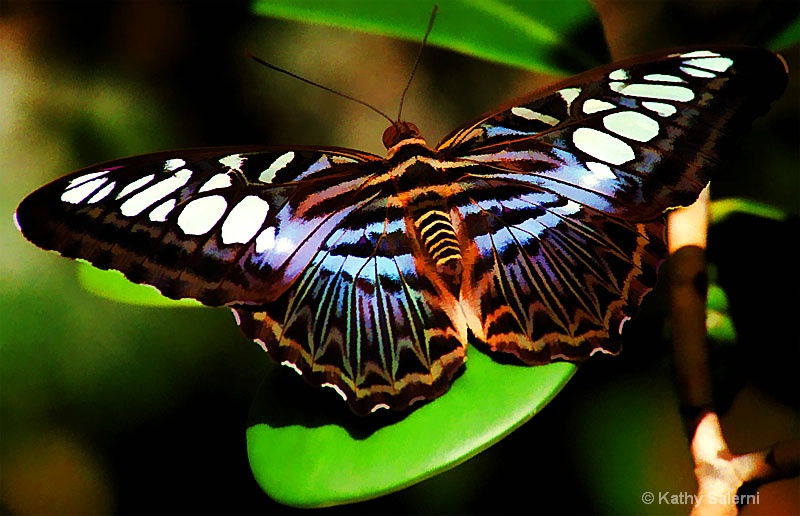 Butterfly - A Flower With Wings - ID: 10496300 © Kathy Salerni