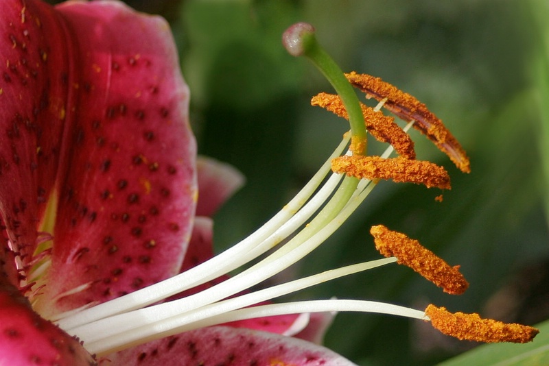 Garden walk beauty