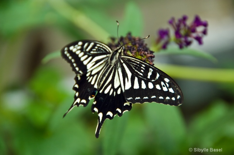 Beautiful Butterfly - ID: 10496803 © Sibylle Basel