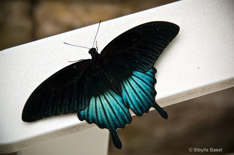 The Black Winged Butterfly - ID: 10496806 © Sibylle Basel