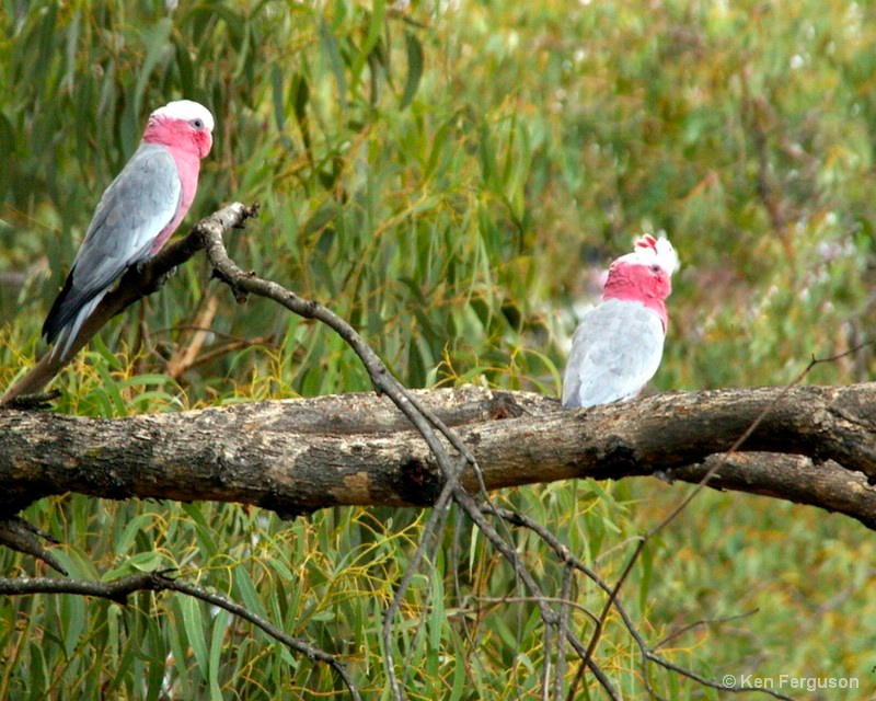 Australian Pink Galah Cockatoo